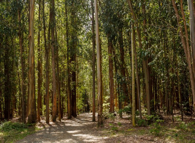Camino Trail, French Way