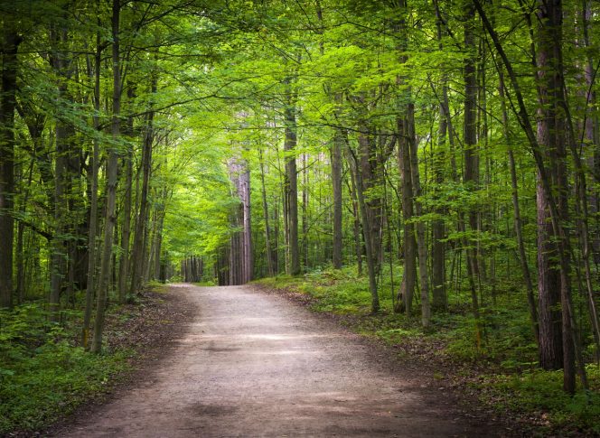 Camino Forest